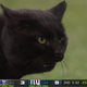 Illustration for article titled Trump's probably jealous of the cheers this cat got after crashing last night's Cowboys-Giants game